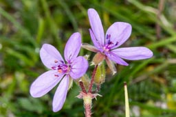 common storksbill