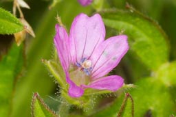 cut-leaved cranesbill