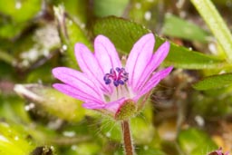 dove's foot cranesbill