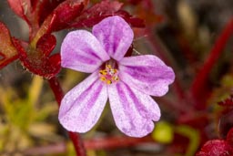 herb robert