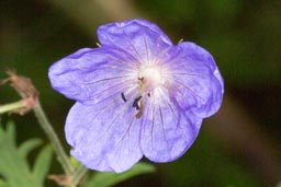 meadow cranesbill