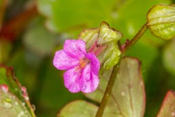 shining cranesbill