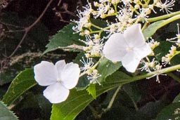 climbing hydrangea