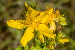 perforate st john's wort