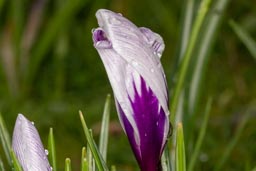 crocus sp