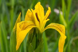 yellow flag iris