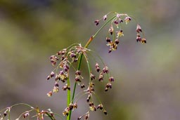 greater woodrush