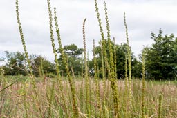 sea arrowgrass