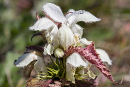 lamiaceae gallery