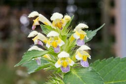 large-flowered hemp-nettle