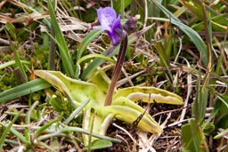 common butterwort