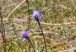 lentibulariaceae gallery