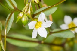 fairy flax