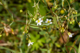 linaceae gallery