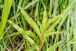 lythraceae gallery