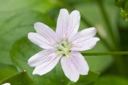 pink purslane