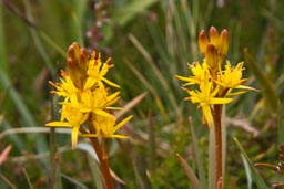 bog asphodel