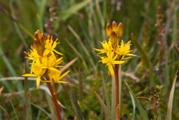 nartheciaceae gallery