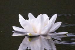 water lily