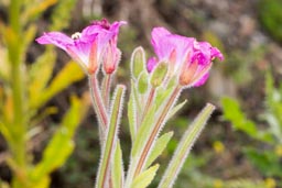 great willowherb