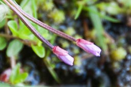 marsh willowherb