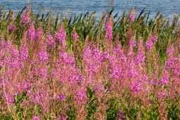 rosebay willowherb