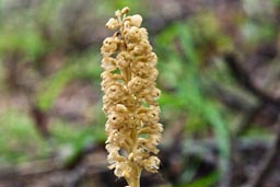 bird's nest orchid