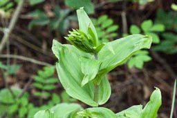 broad-leaved helleborine