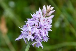 common spotted orchid