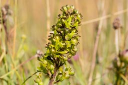 common twayblade