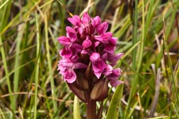 early marsh orchid