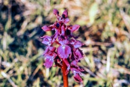 early purple orchid