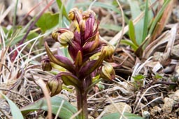 frog orchid