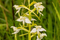 greater butterfly orchid