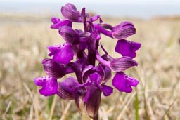 green-winged orchid