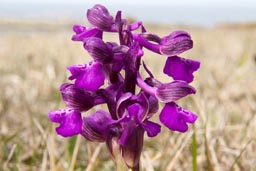 green-winged orchid