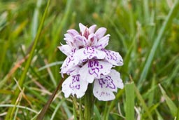 heath spotted orchid