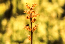 lesser twayblade