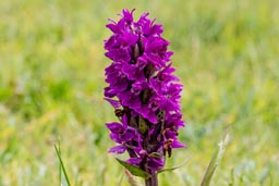 northern marsh orchid