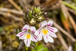 eyebright