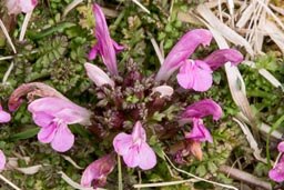 lousewort