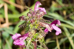 marsh lousewort