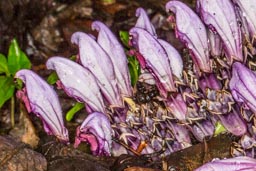 purple toothwort