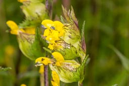 yellow rattle