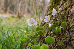 oxalidaceae gallery