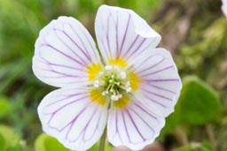 wood sorrel