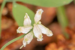 corydalis sp