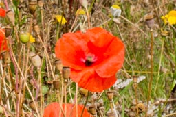 common poppy