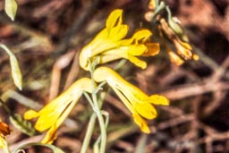 corydalis sp