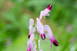 fumitory